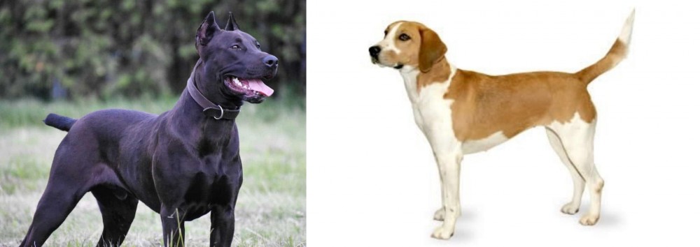 Harrier vs Canis Panther - Breed Comparison