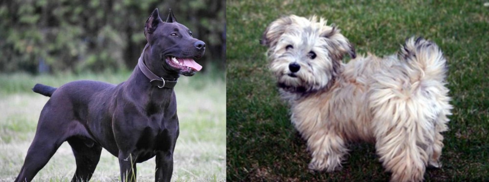 Havapoo vs Canis Panther - Breed Comparison