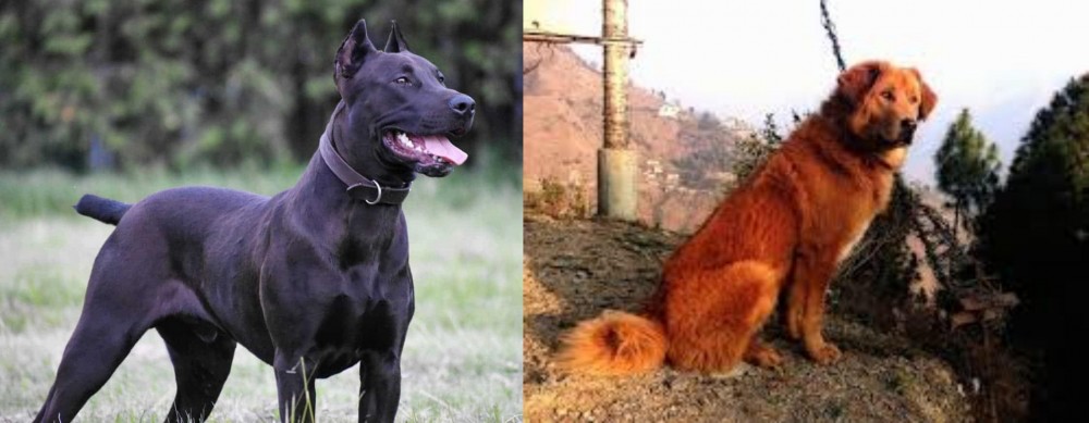 Himalayan Sheepdog vs Canis Panther - Breed Comparison