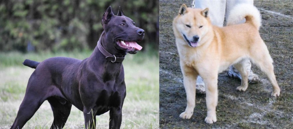 Hokkaido vs Canis Panther - Breed Comparison