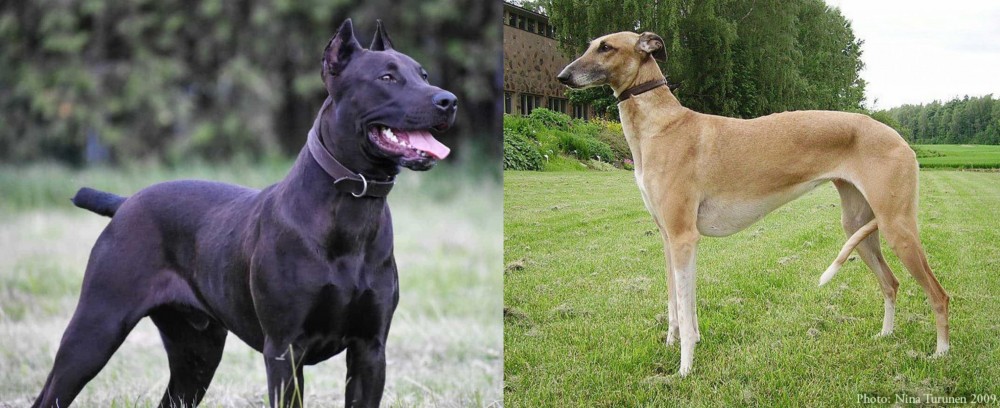 Hortaya Borzaya vs Canis Panther - Breed Comparison