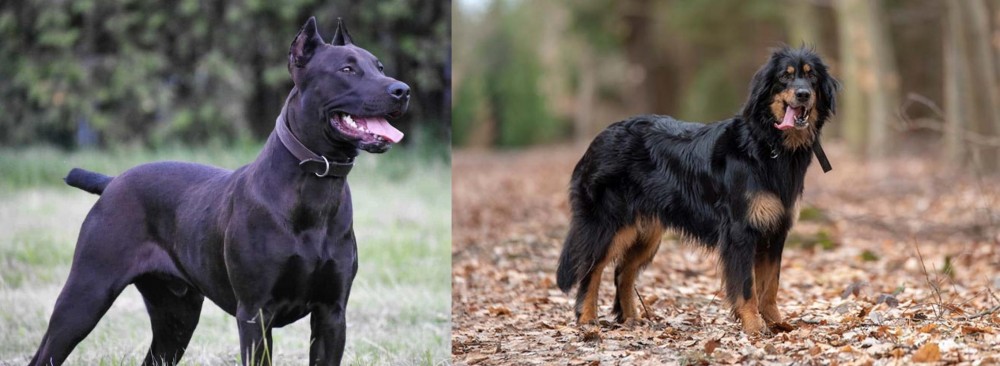 Hovawart vs Canis Panther - Breed Comparison