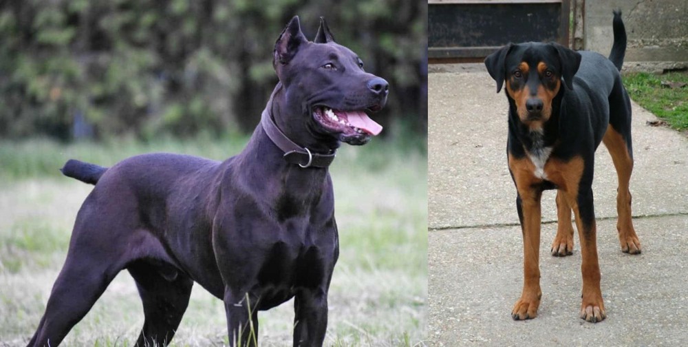 Hungarian Hound vs Canis Panther - Breed Comparison