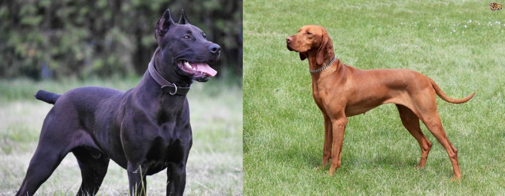 Hungarian Vizsla vs Canis Panther - Breed Comparison