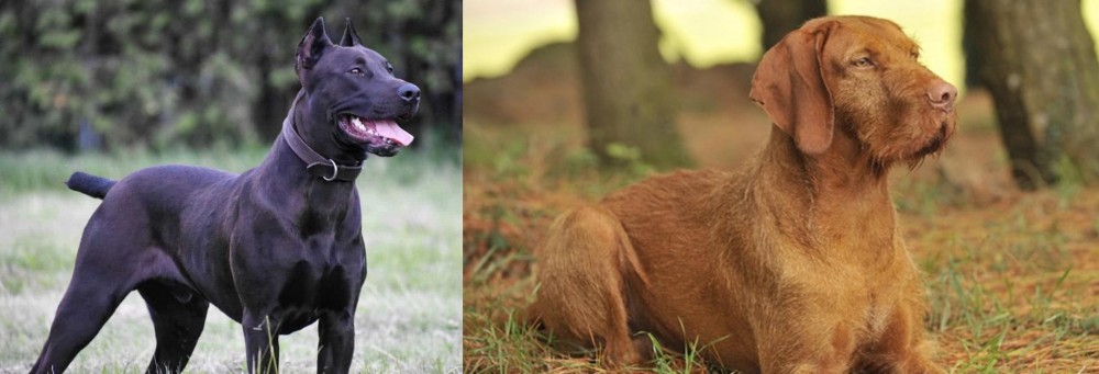 Hungarian Wirehaired Vizsla vs Canis Panther - Breed Comparison