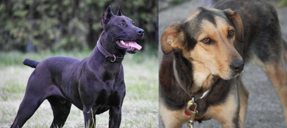 Huntaway vs Canis Panther - Breed Comparison