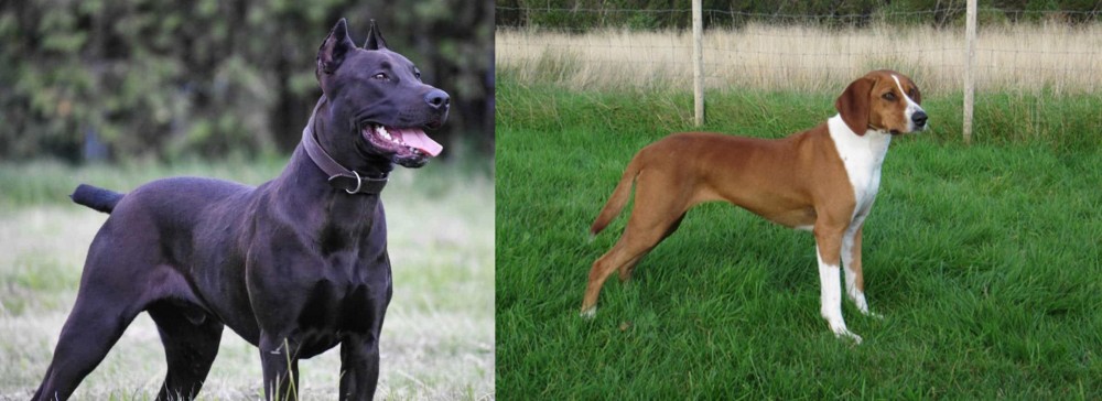 Hygenhund vs Canis Panther - Breed Comparison