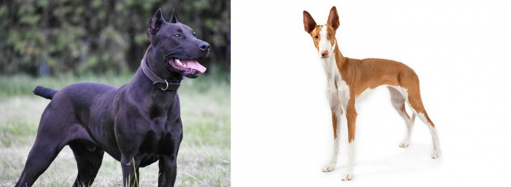 Ibizan Hound vs Canis Panther - Breed Comparison