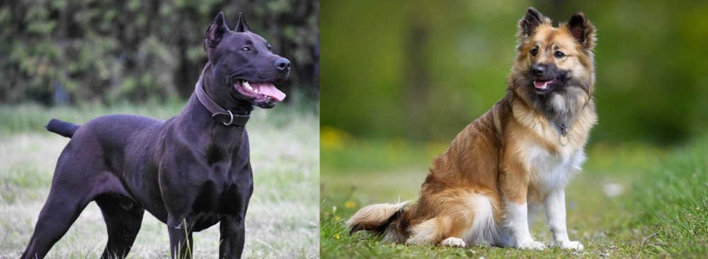 Icelandic Sheepdog vs Canis Panther - Breed Comparison