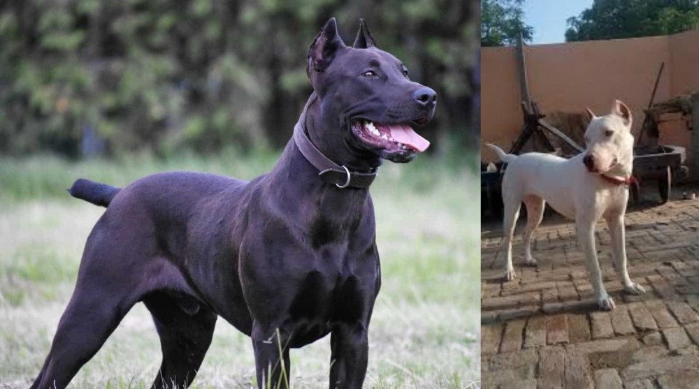 Indian Bull Terrier vs Canis Panther - Breed Comparison