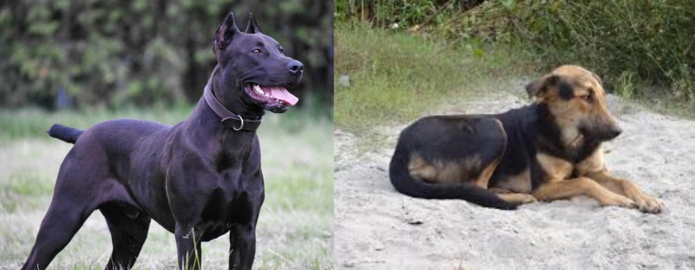 Indian Pariah Dog vs Canis Panther - Breed Comparison