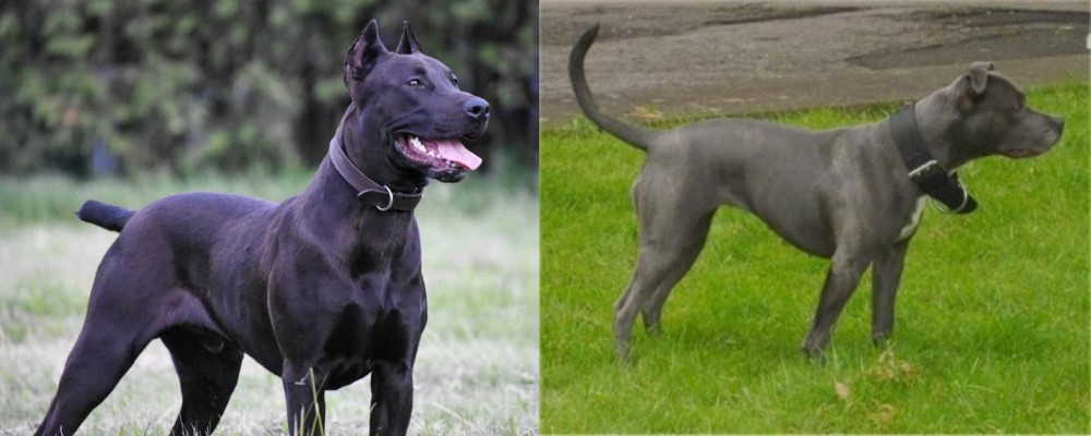 Irish Bull Terrier vs Canis Panther - Breed Comparison