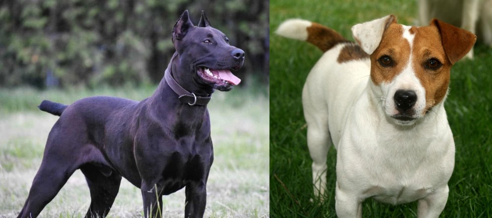 Irish Jack Russell vs Canis Panther - Breed Comparison
