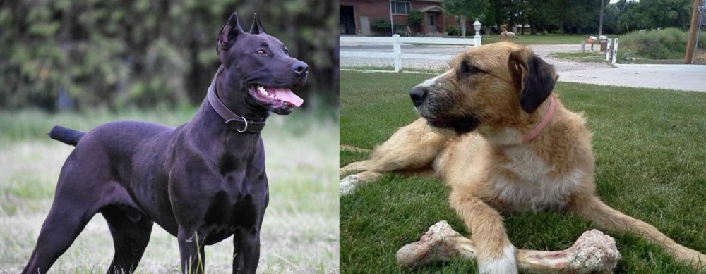 Irish Mastiff Hound vs Canis Panther - Breed Comparison
