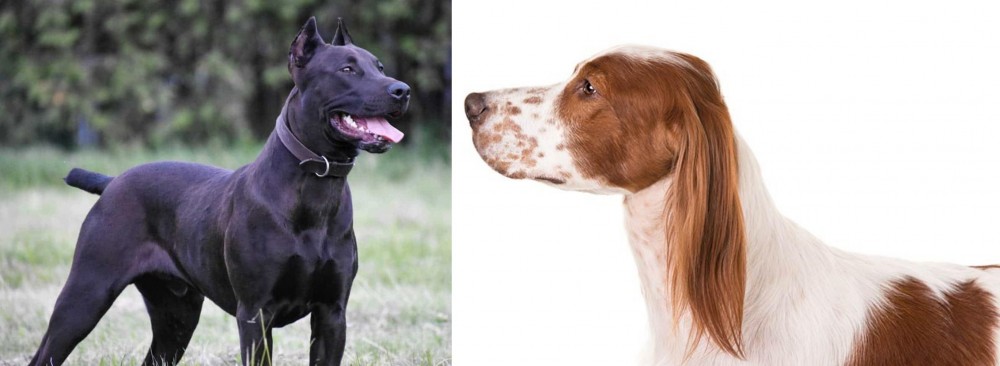 Irish Red and White Setter vs Canis Panther - Breed Comparison