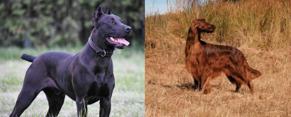 Irish Setter vs Canis Panther - Breed Comparison