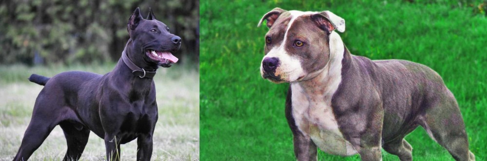 Irish Staffordshire Bull Terrier vs Canis Panther - Breed Comparison