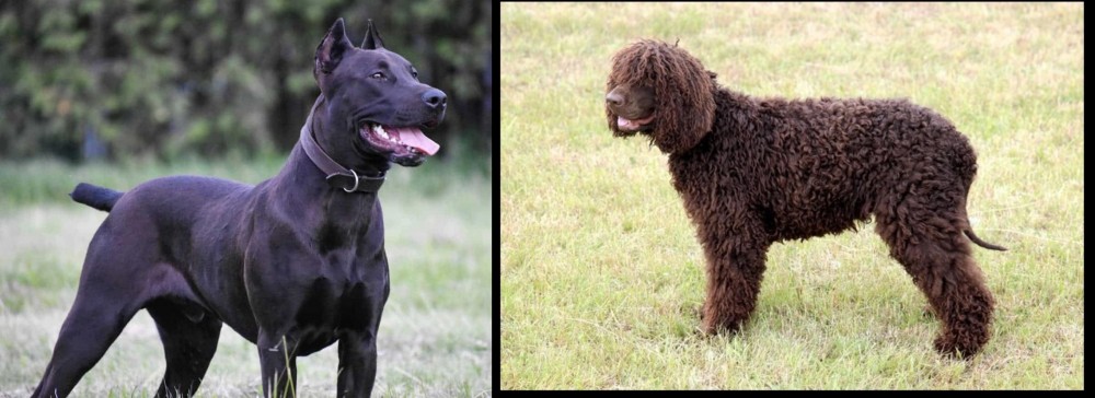 Irish Water Spaniel vs Canis Panther - Breed Comparison