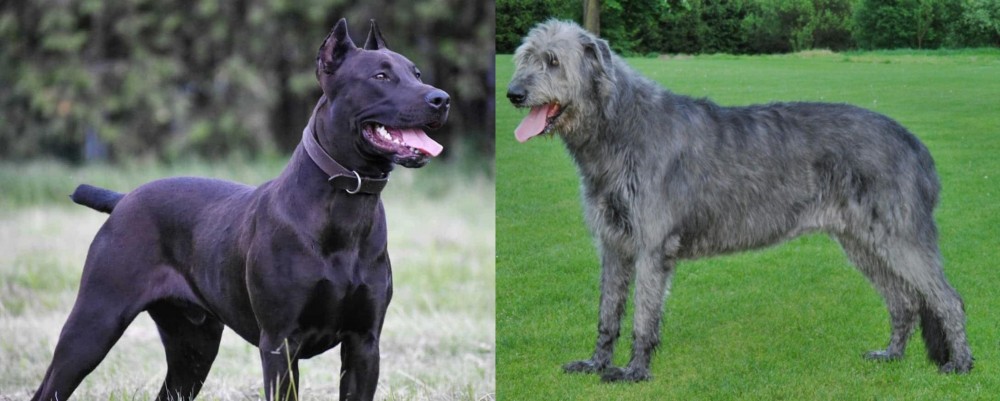 Irish Wolfhound vs Canis Panther - Breed Comparison