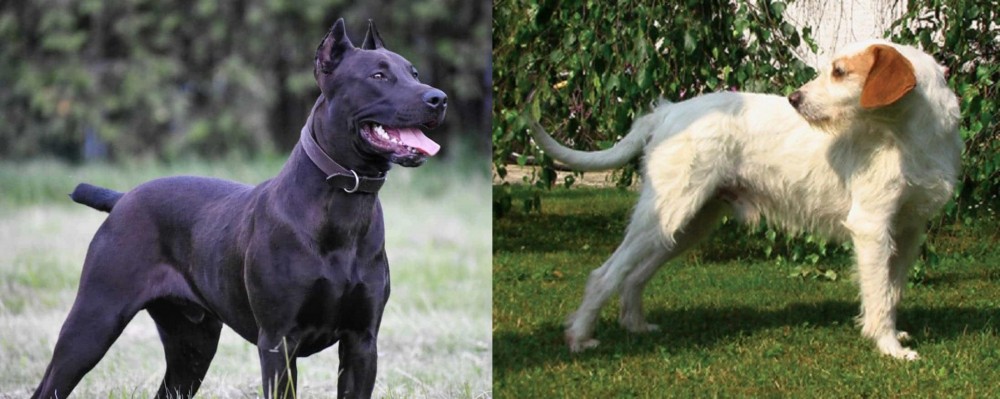 Istarski Ostrodlaki Gonic vs Canis Panther - Breed Comparison