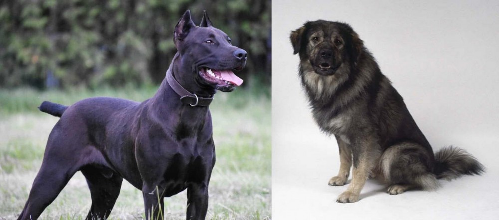 Istrian Sheepdog vs Canis Panther - Breed Comparison