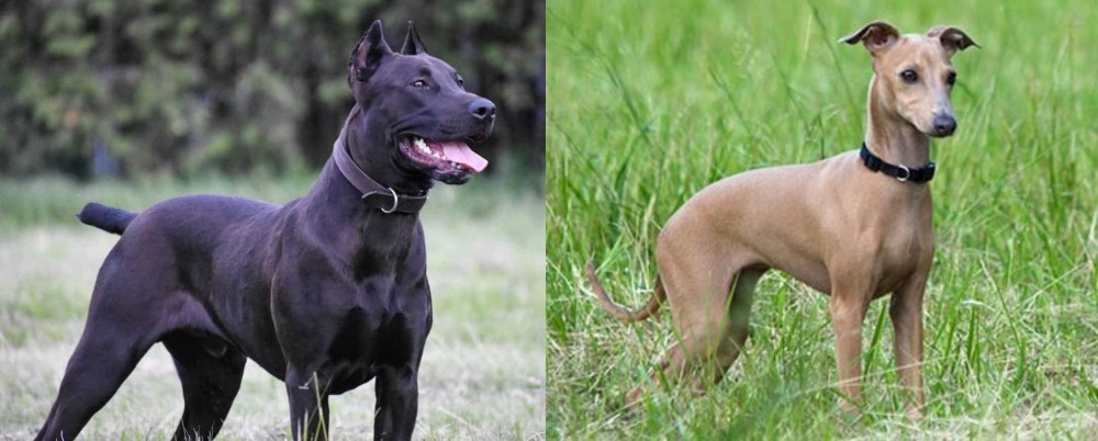 Italian Greyhound vs Canis Panther - Breed Comparison
