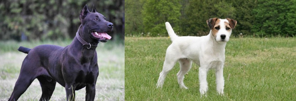 Jack Russell Terrier vs Canis Panther - Breed Comparison