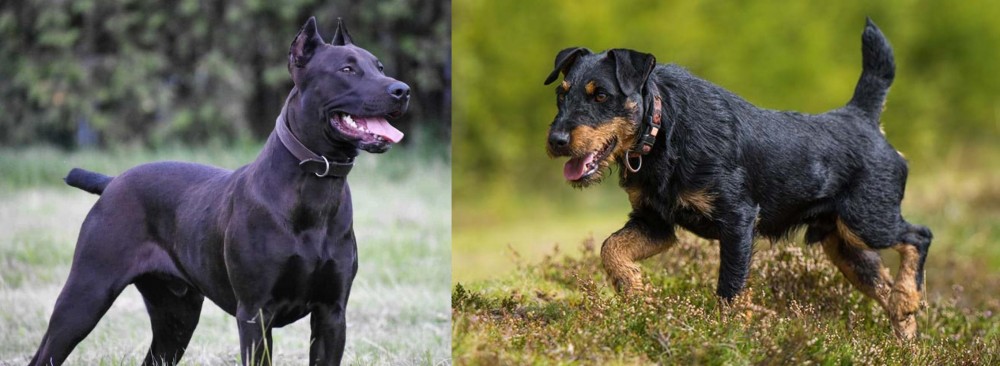 Jagdterrier vs Canis Panther - Breed Comparison