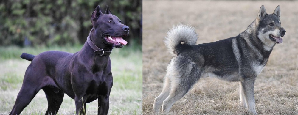 Jamthund vs Canis Panther - Breed Comparison