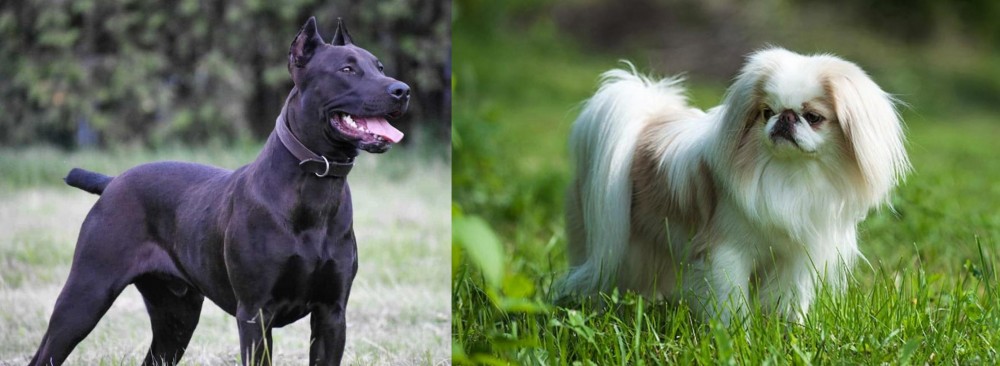 Japanese Chin vs Canis Panther - Breed Comparison