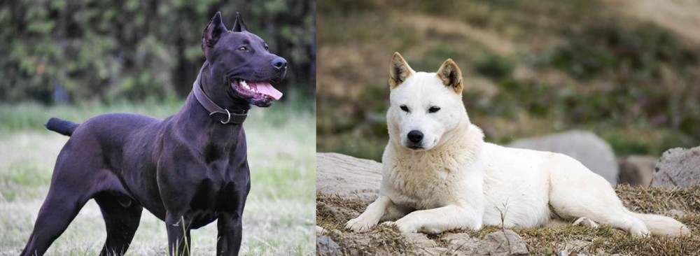 Jindo vs Canis Panther - Breed Comparison