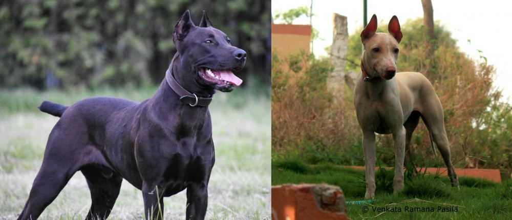 Jonangi vs Canis Panther - Breed Comparison