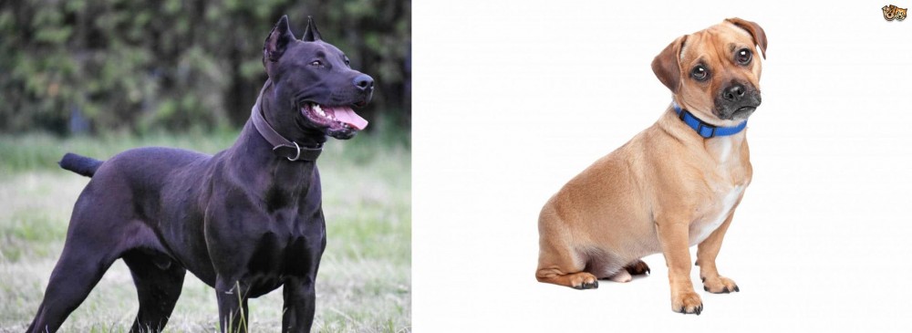 Jug vs Canis Panther - Breed Comparison