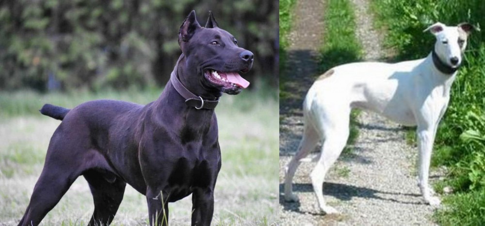 Kaikadi vs Canis Panther - Breed Comparison
