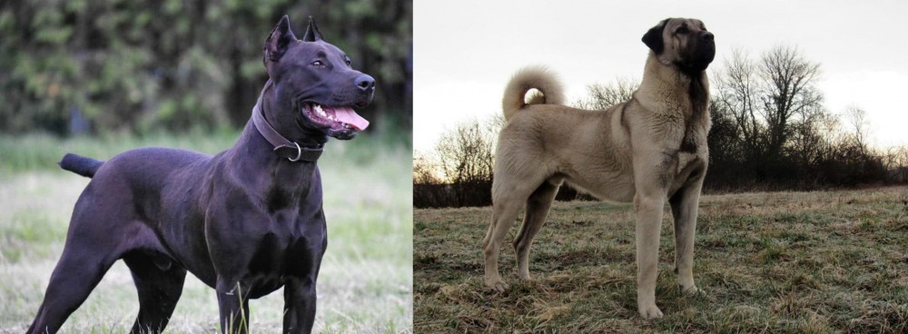 Kangal Dog vs Canis Panther - Breed Comparison