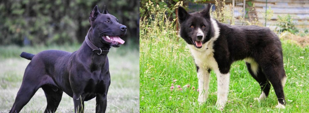 Karelian Bear Dog vs Canis Panther - Breed Comparison