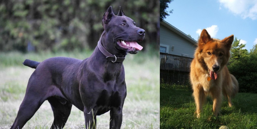 Karelo-Finnish Laika vs Canis Panther - Breed Comparison