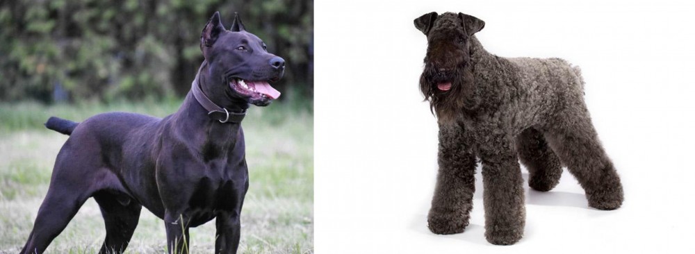 Kerry Blue Terrier vs Canis Panther - Breed Comparison