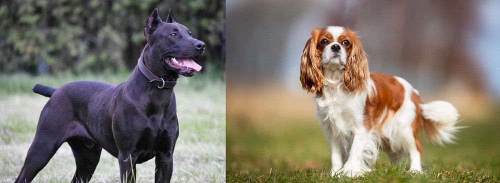 King Charles Spaniel vs Canis Panther - Breed Comparison