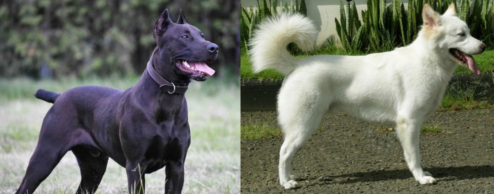 Kintamani vs Canis Panther - Breed Comparison