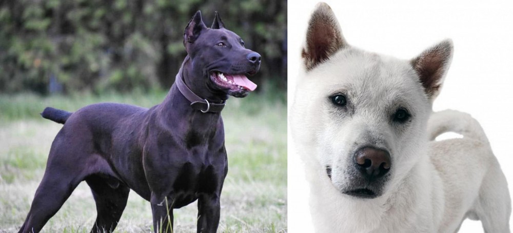 Kishu vs Canis Panther - Breed Comparison