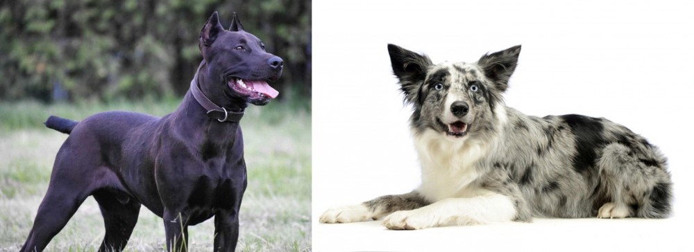 Koolie vs Canis Panther - Breed Comparison