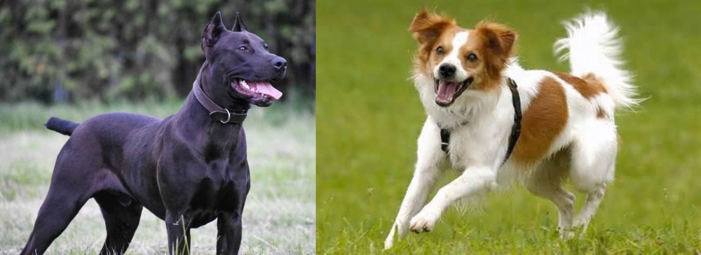 Kromfohrlander vs Canis Panther - Breed Comparison