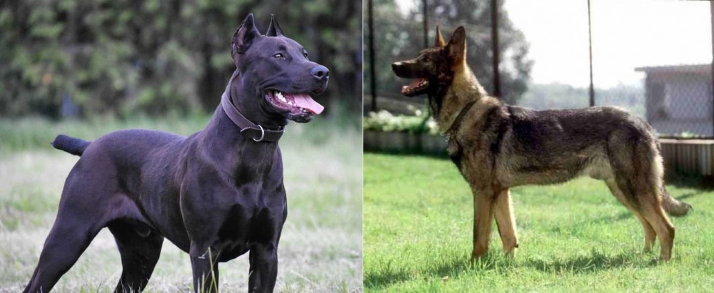 Kunming Dog vs Canis Panther - Breed Comparison