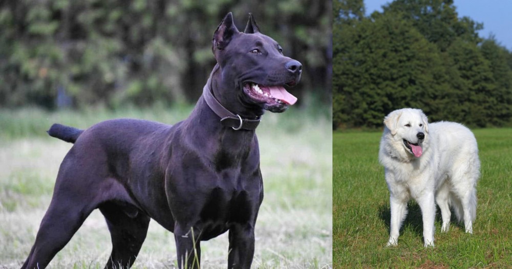 Kuvasz vs Canis Panther - Breed Comparison