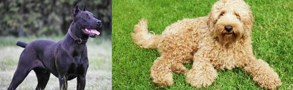 Labradoodle vs Canis Panther - Breed Comparison