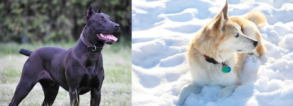 Labrador Husky vs Canis Panther - Breed Comparison