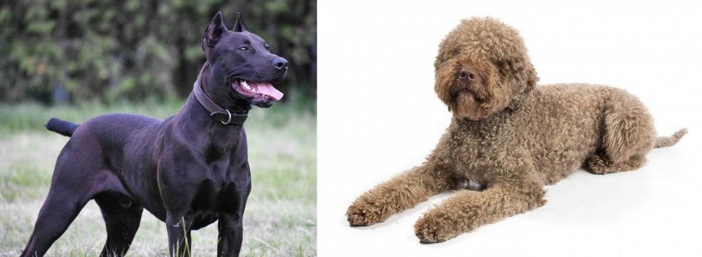 Lagotto Romagnolo vs Canis Panther - Breed Comparison