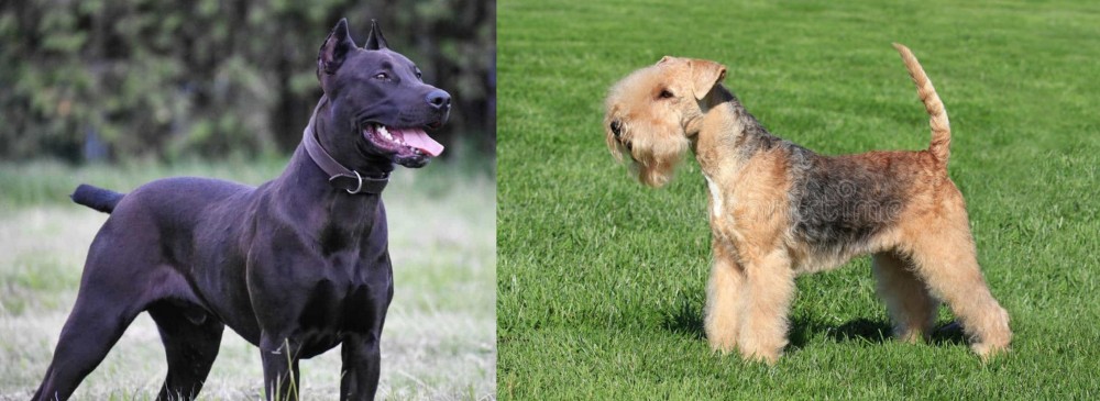 Lakeland Terrier vs Canis Panther - Breed Comparison