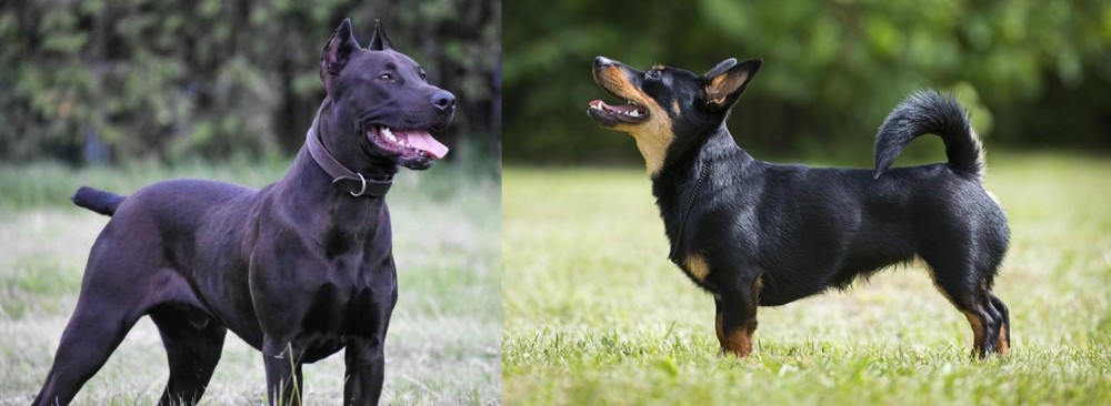 Lancashire Heeler vs Canis Panther - Breed Comparison